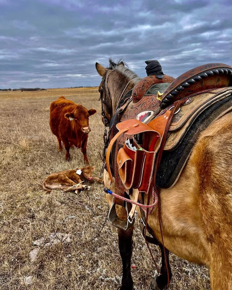 Calf Tagging Tool Pouch